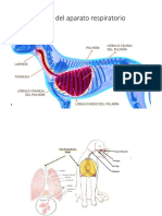 Sistema Respiratorio