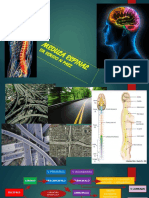 Clase 2 MEDULA ESPINAL NUEVO
