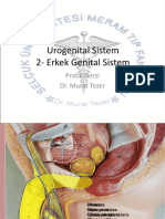 Erkek Genital Sistemi