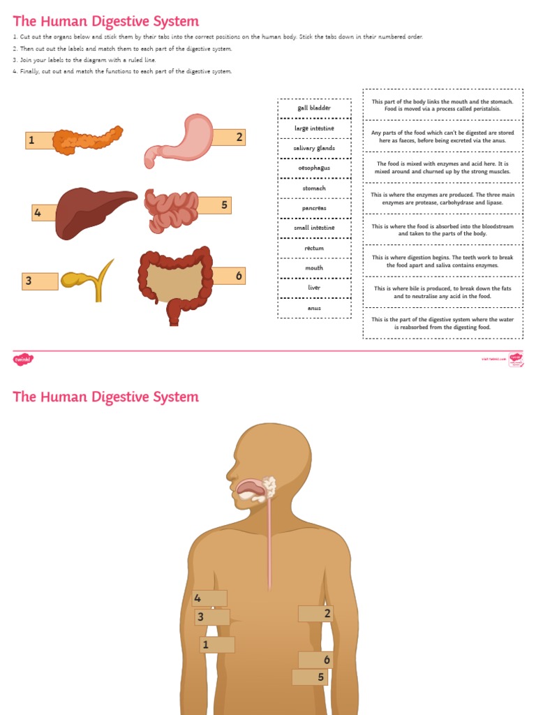 The Human Digestive System | PDF | Wellness
