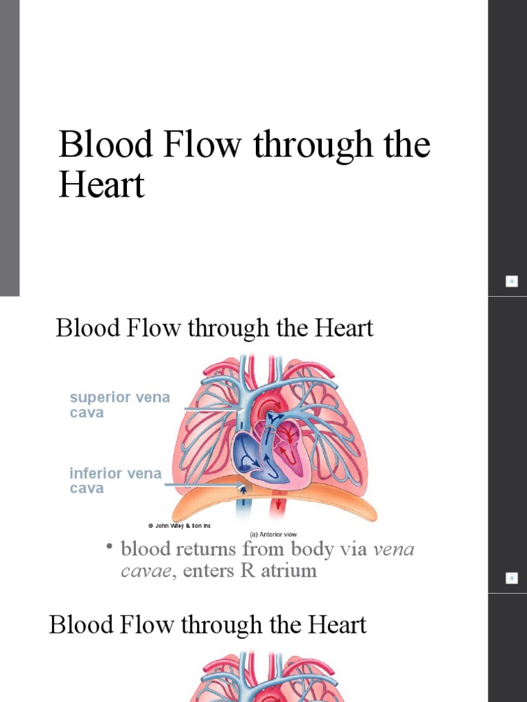 3 Circulatory Pathway (1) PDF