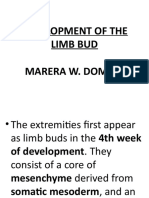 Embryology 6 Limb Development