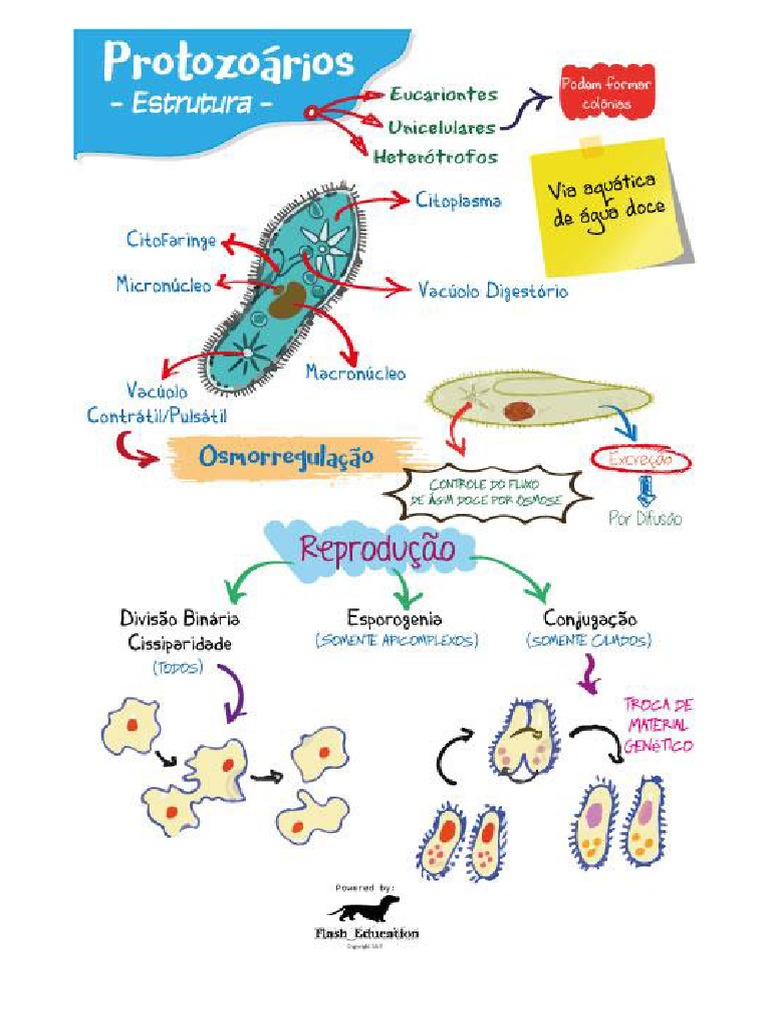 Microbiologia - Protozoários | PDF