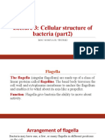 Lecture 3: Cellular Structure of Bacteria (Part2) : MSC Somya H. Trurki