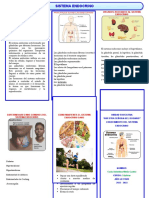 Sistema Endocrino