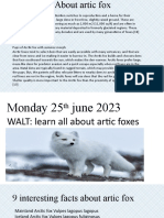 Shanzay Artic Fox