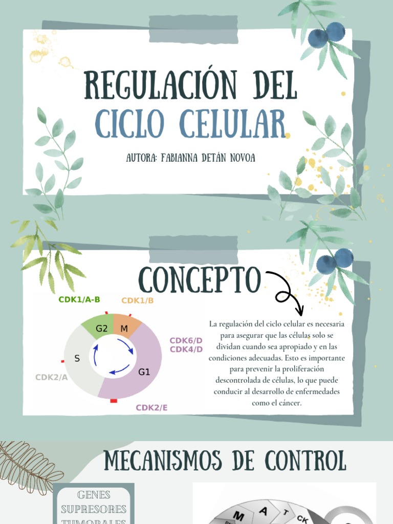 Regulación del Ciclo Celular y Cáncer | PDF | Ciclo celular | Mitosis
