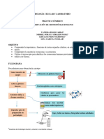 CROMOSOMAS Organizado LMVL