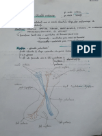 Glande Endocrine