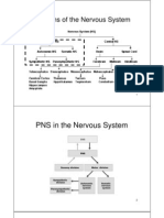 Divisions of The Nervous System