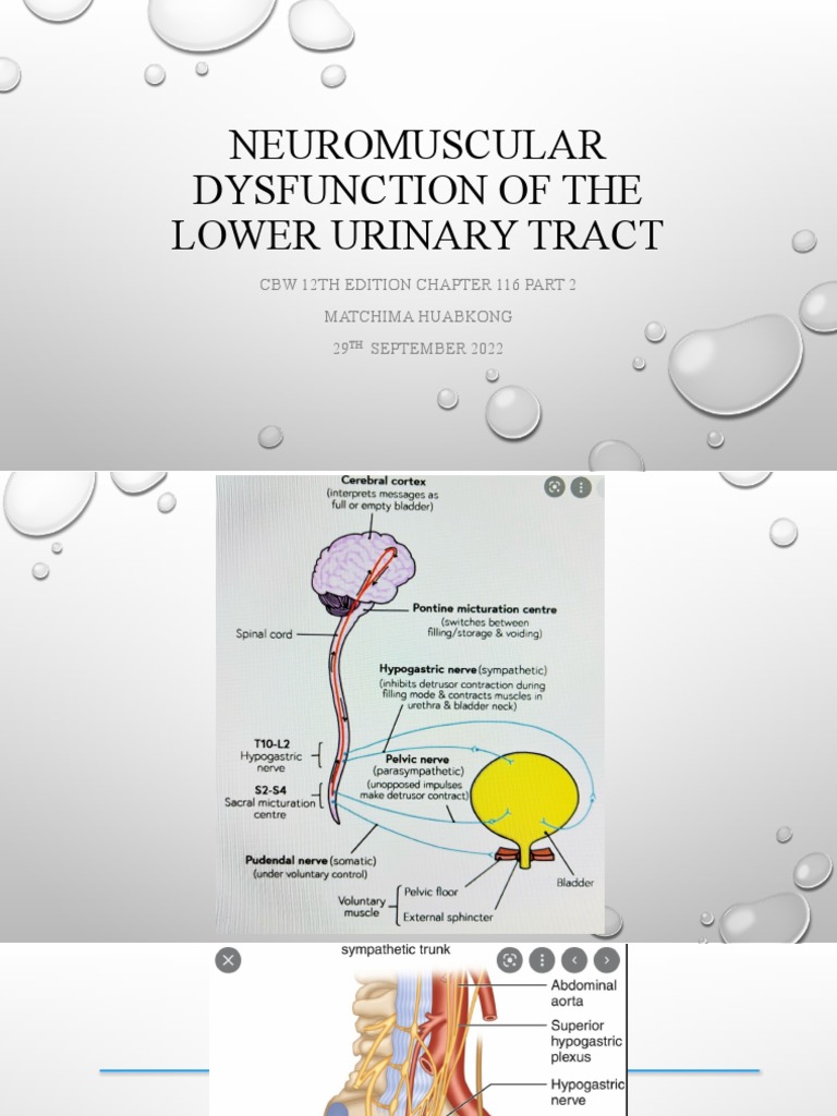 ch116 Part2 | PDF | Urinary Incontinence | Urination
