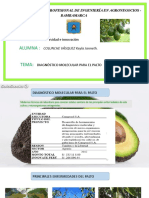 Palta Hass