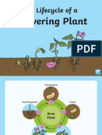 The Lifecycle of A Flowering Plant
