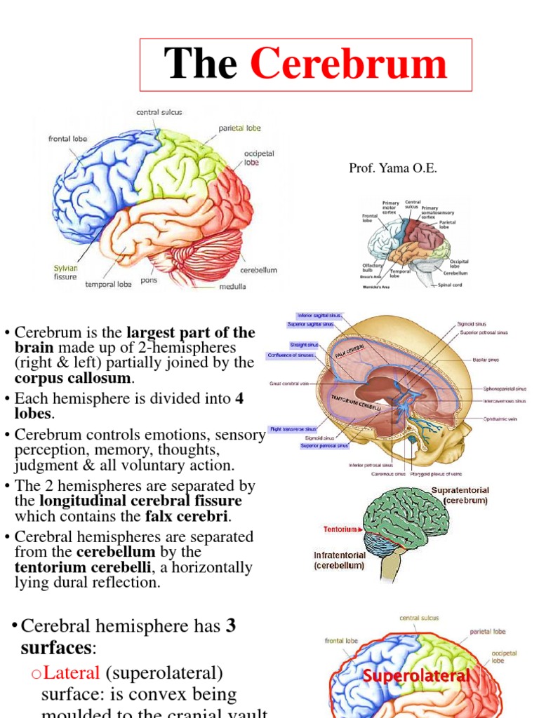 Cerebrum +pons Lecture | PDF | Frontal Lobe | Cerebral Cortex