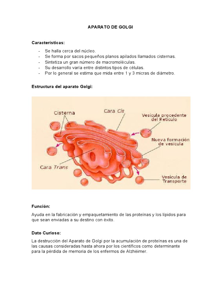 Aparato de Golgi | PDF
