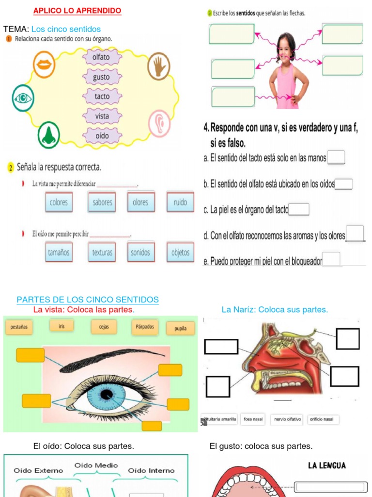 Partes de los Cinco Sentidos | PDF