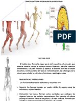 Unidad III Sistemo Oseo