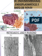 RETÍCULO ENDOPLASMÁTICO y GOLGI