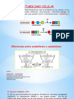 Tema Metabolismo y Fotosintesis 4to-5to