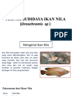 Budidaya Ikan Nila Ciamis 5 Juni 2023