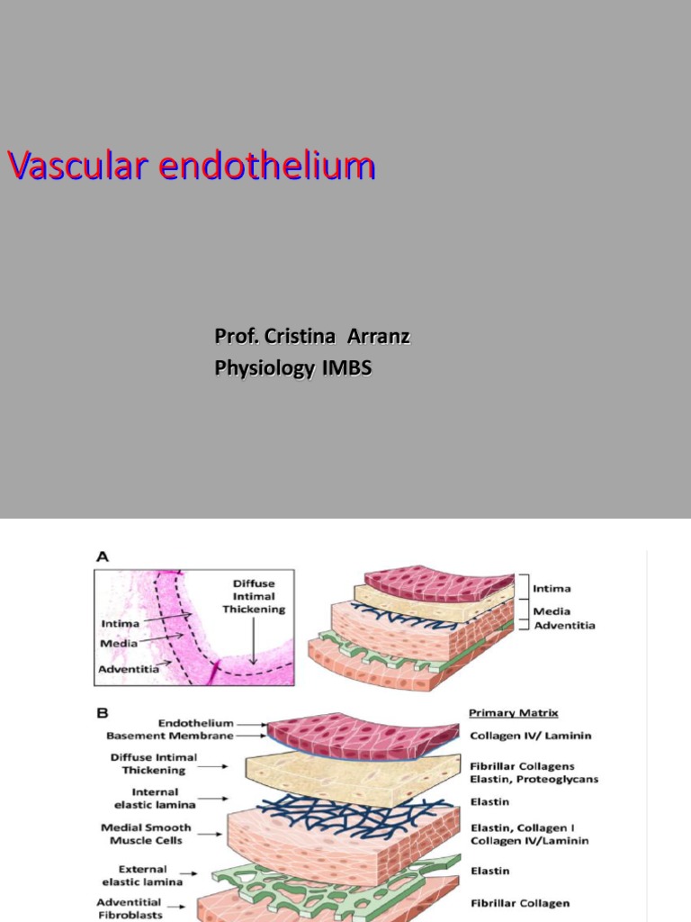 Vascular Endothelium Flashcards – MSQVWU