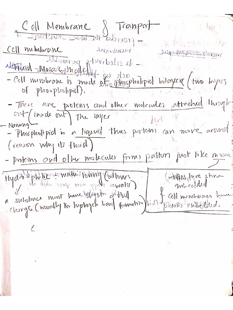 Cell Membrane (Special) | PDF