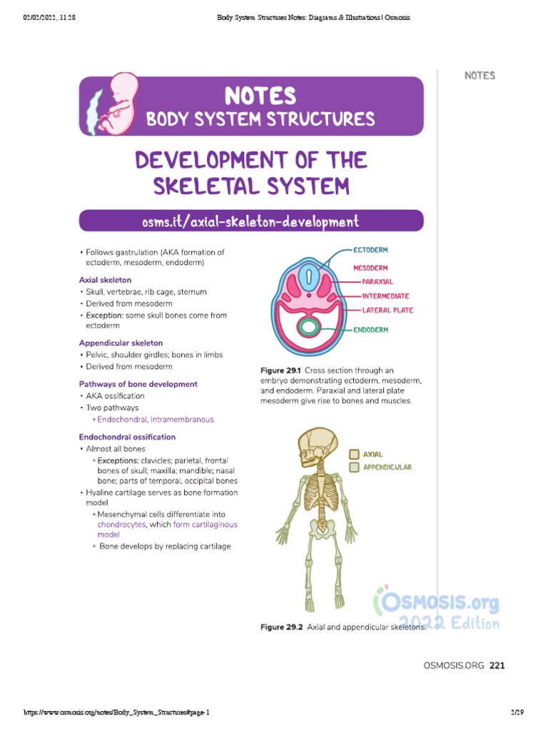 Body System Diagrams and Illustrations | PDF