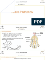 Sinh Lý Neuron - HS