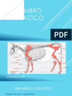 3era Clase Miembro Toracico Osteologia