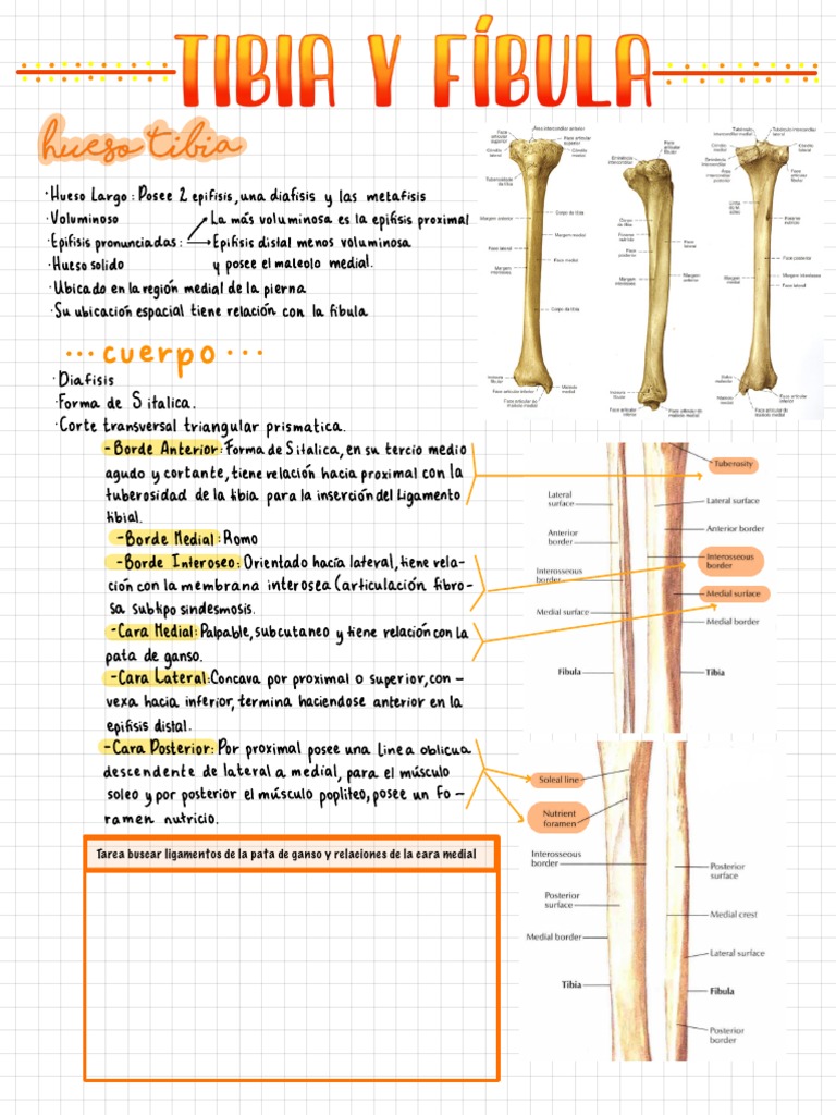 03-09 Tibia, Fíbula y Rodilla Parte 1 y 2 | PDF