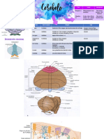 Apunte Cerebelo