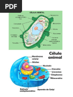 Formas y Tamaños de las Células | PDF | Biología Celular) | Micrometro