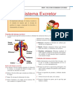 El Sistema Excretorpara CUARTOde Primaria