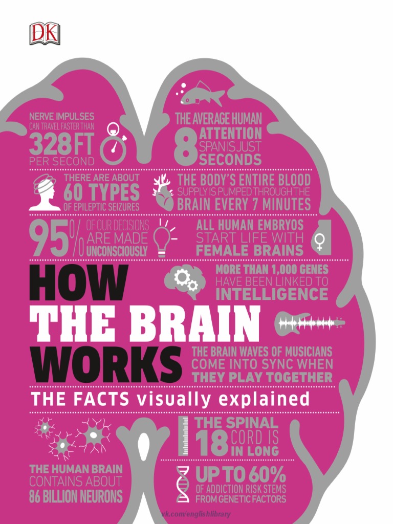 How The Brain Works | PDF | Cerebrospinal Fluid | Central Nervous System