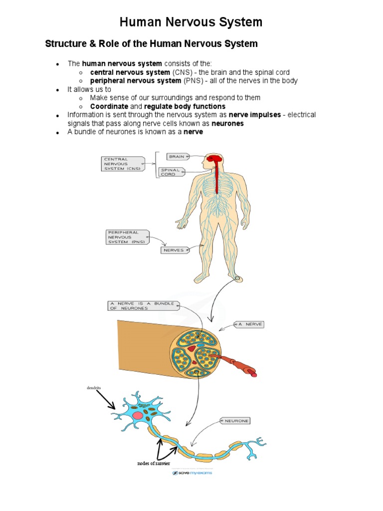 Human Nervous System | PDF | Nervous System | Central Nervous System
