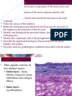 LECTURE 2 Urinary System - Histology HB II 2023