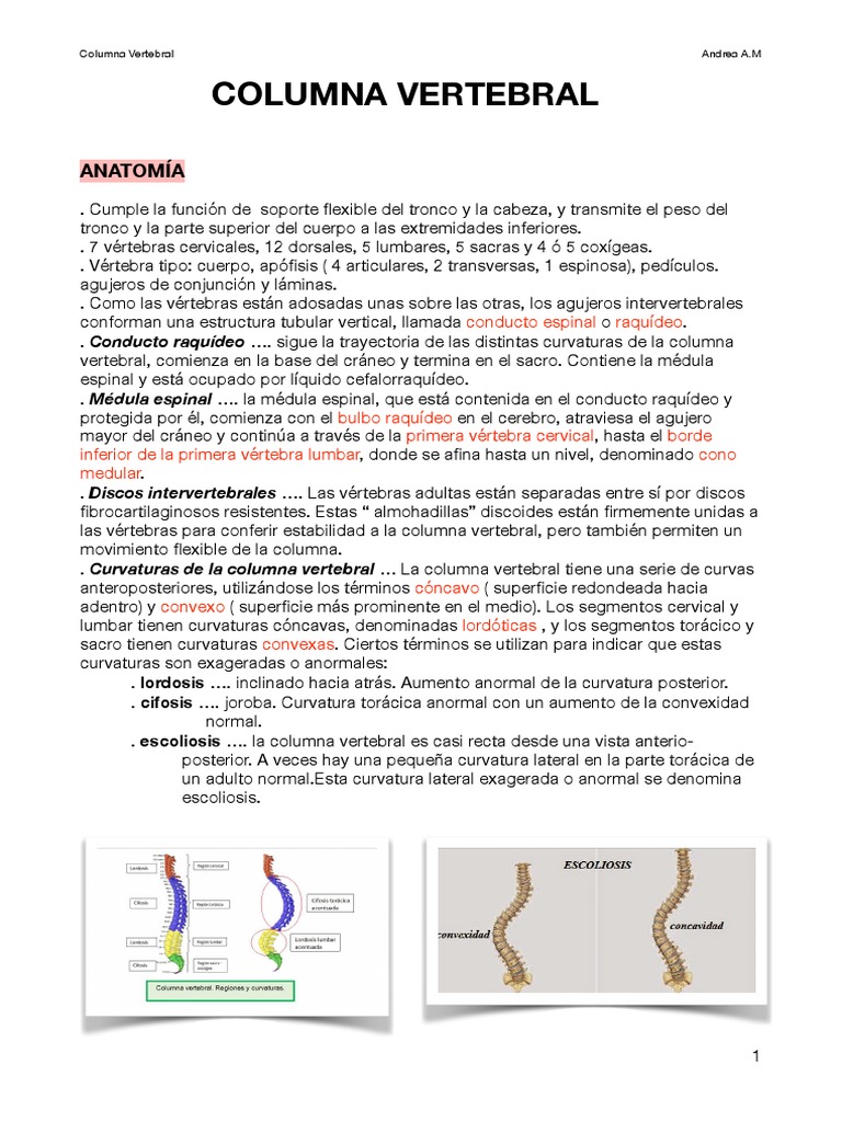 Anatomía de la Columna Vertebral | PDF | Vértebra | La columna vertebral