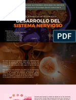 Exposición Desarrollo Del SN