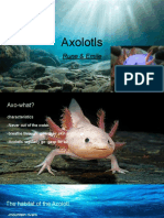 Axolotl )
