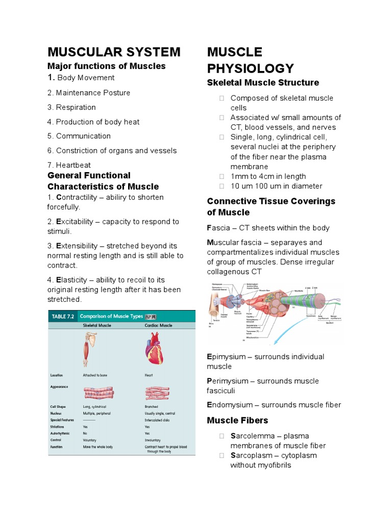 MUSCOSKELETAL | PDF | Muscle Contraction | Skeletal Muscle