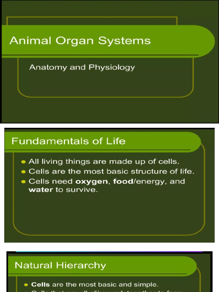 Animal Organ System PDF