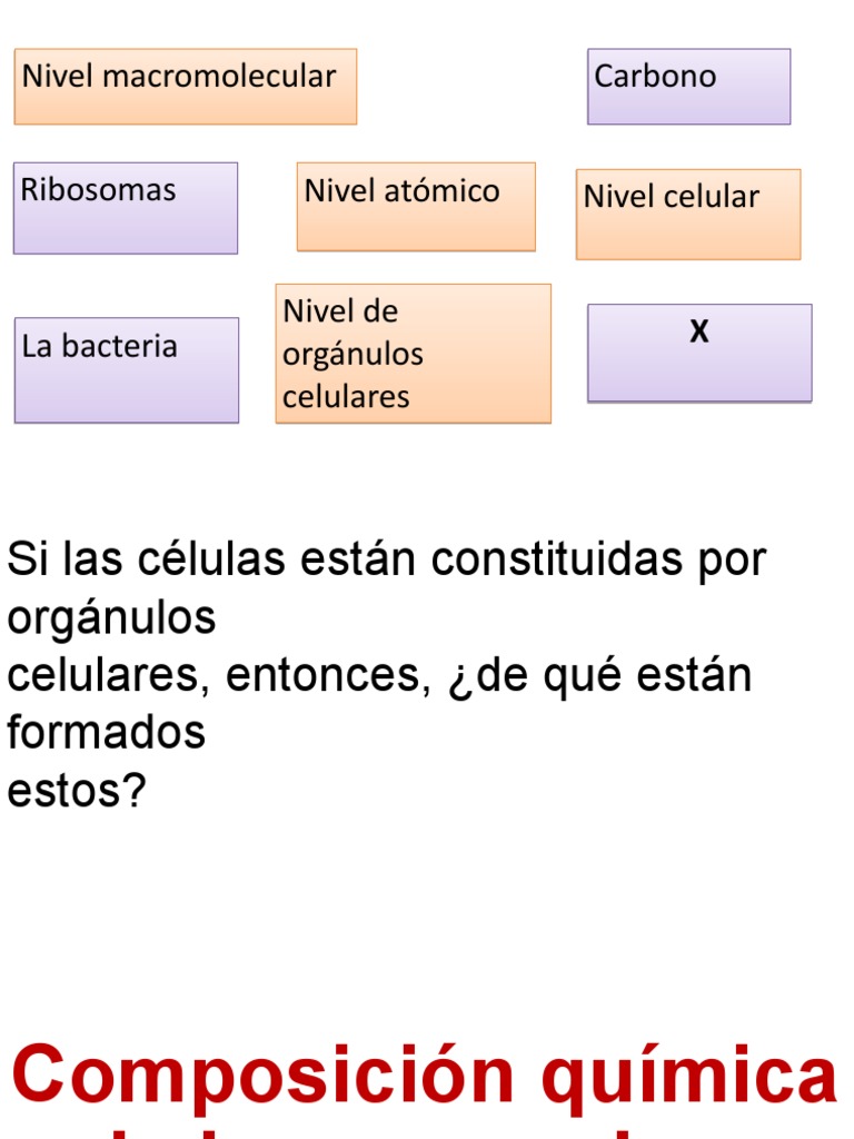Composición Química de Los Seres Vivos | PDF | Organismos | Vitamina