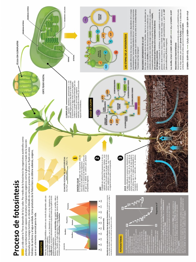 Infografia Completisima Sobre La Fotosintesis | PDF