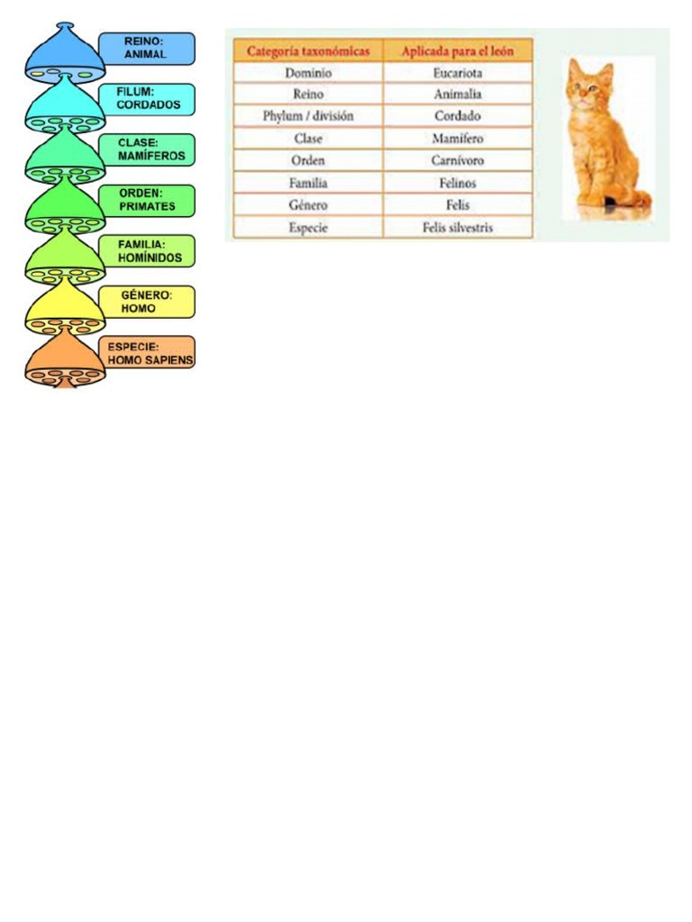 gato-pdf