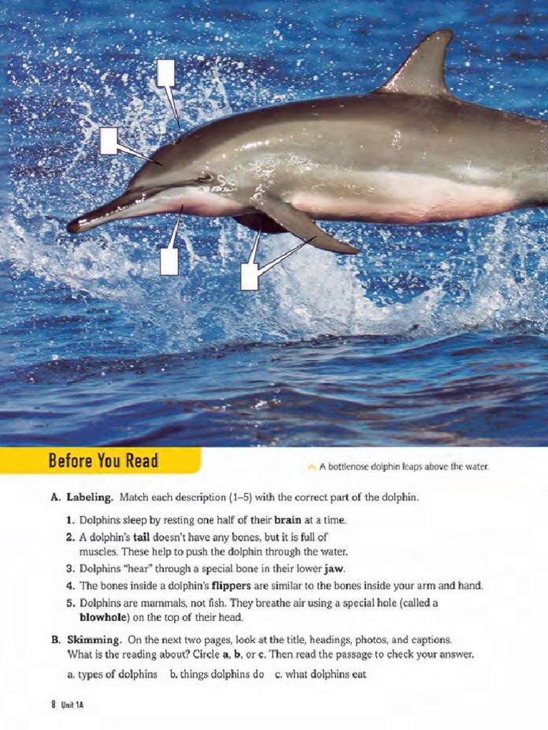 Dolphin | PDF