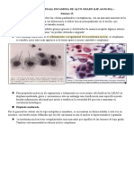 LESION INTRAEPITELIAL ESCAMOSA DE ALTO GRADO Semana 13