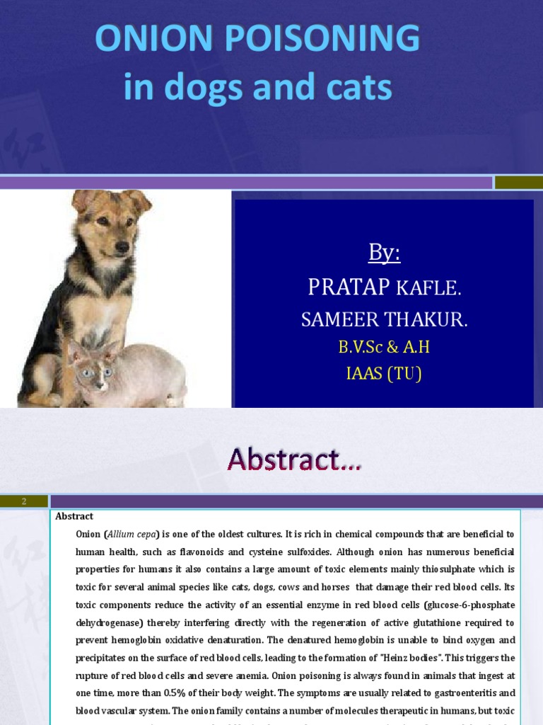 Onion Poisoning in Dogs and Cats. PDF Anemia Blood