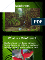 Rainforests 1