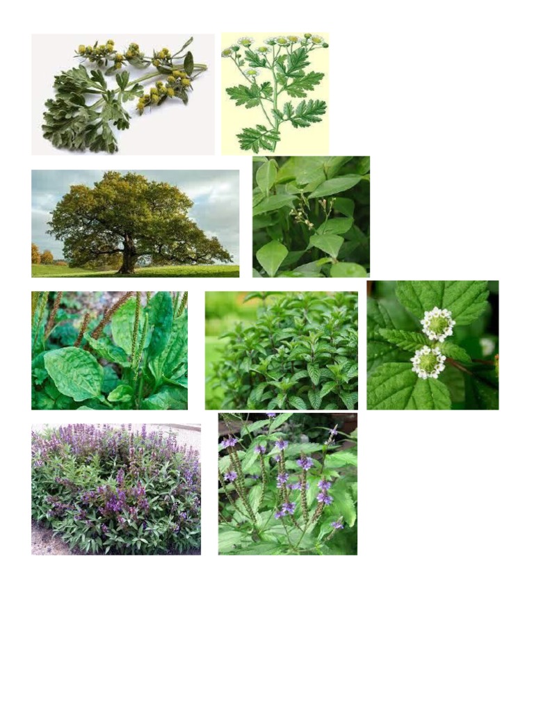 Plantas Medicinales PDF