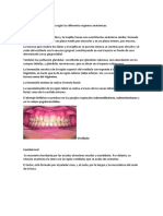 Anatomía de La Boca y Patologia Faringeoamigdalica
